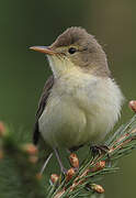 Melodious Warbler