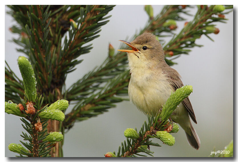 Melodious Warbler