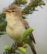 Melodious Warbler