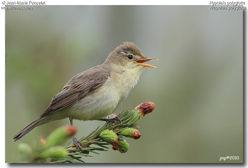 Melodious Warbler