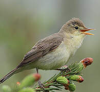 Melodious Warbler