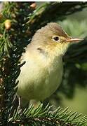 Melodious Warbler