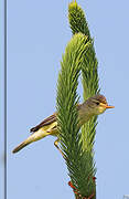 Melodious Warbler