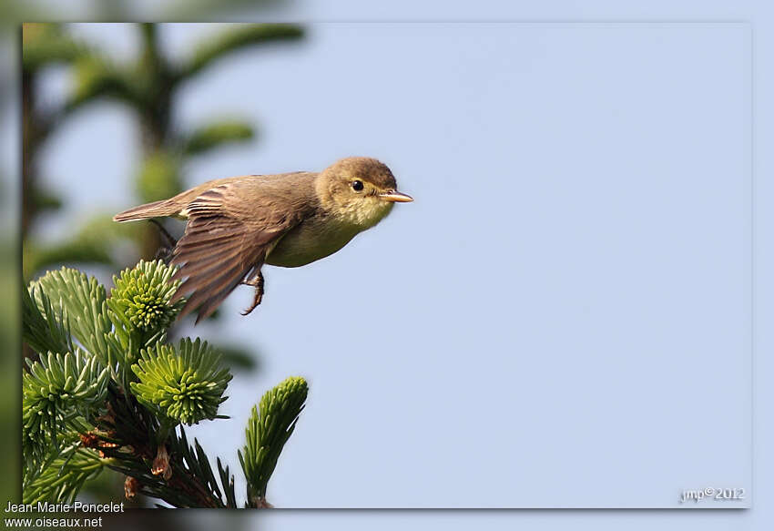 Melodious Warbleradult, Flight