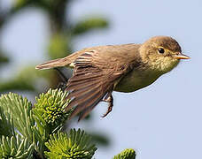 Melodious Warbler