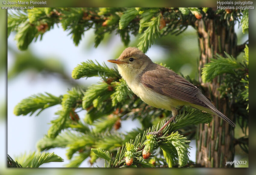 Melodious Warbler