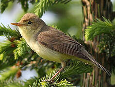 Melodious Warbler