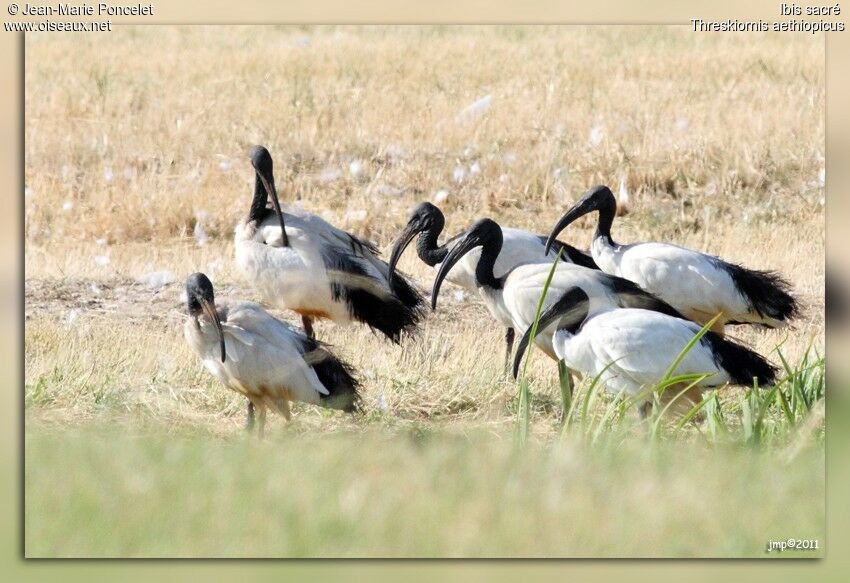 African Sacred Ibis