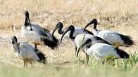 Ibis sacré