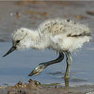 Avocette élégante
