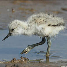 Avocette élégante