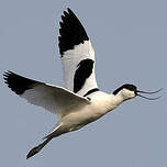 Avocette élégante