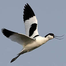 Avocette élégante