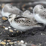 Bécasseau sanderling