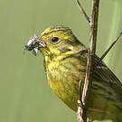 Bruant jaune