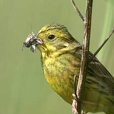 Bruant jaune