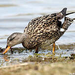 Canard chipeau