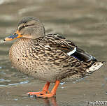 Canard colvert