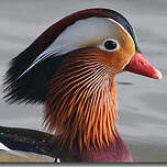 Canard mandarin