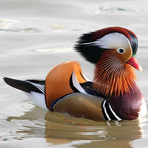 Canard mandarin