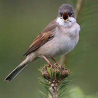 Fauvette grisette
