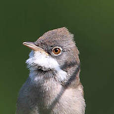 Fauvette grisette