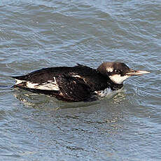 Guillemot de Troïl