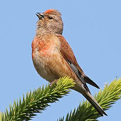 Linotte mélodieuse