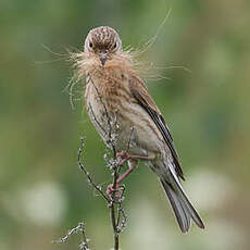 Linotte mélodieuse