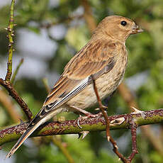 Linotte mélodieuse