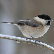 Mésange boréale