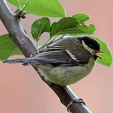 Mésange charbonnière