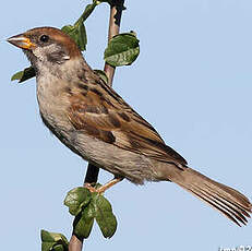 Moineau friquet