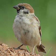 Moineau friquet