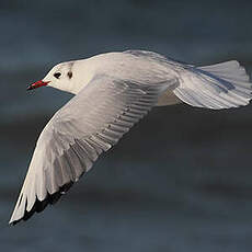 Mouette rieuse