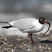 Mouette rieuse