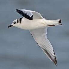 Mouette tridactyle