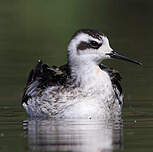 Phalarope à bec étroit