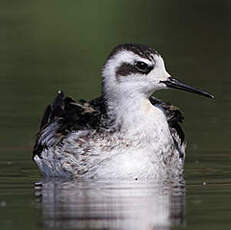 Phalarope à bec étroit