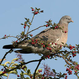 Pigeon ramier