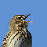 Pipit des arbres