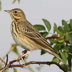 Pipit des arbres