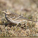 Pipit farlouse