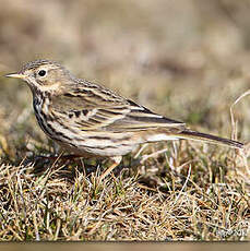 Pipit farlouse