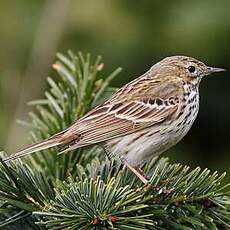 Pipit farlouse