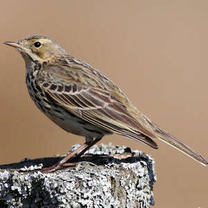 Pipit farlouse