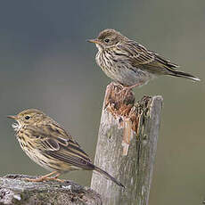 Pipit farlouse