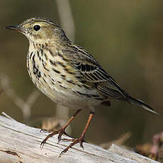 Pipit farlouse