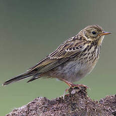 Pipit farlouse