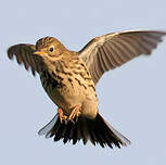 Pipit farlouse